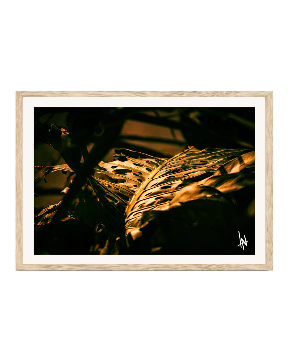 Guatemala Leaf